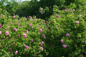 5-vallee-roses