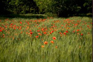 coquelicots-champs