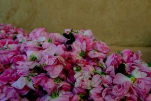 roses-maroc